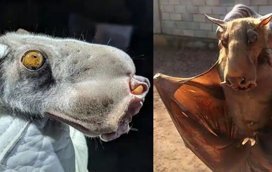A agitação nas redes sociais causada por uma fotografia do suposto “chupacabra” revelou na verdade uma criatura conhecida como morcego-martelo ou Hypsignathus monstrosus, nativo da África equatorial.