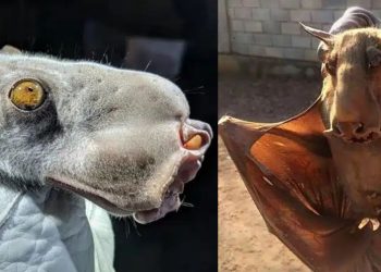 A agitação nas redes sociais causada por uma fotografia do suposto “chupacabra” revelou na verdade uma criatura conhecida como morcego-martelo ou Hypsignathus monstrosus, nativo da África equatorial.