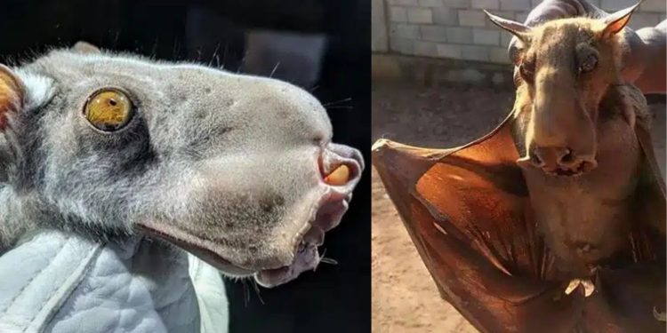 A agitação nas redes sociais causada por uma fotografia do suposto “chupacabra” revelou na verdade uma criatura conhecida como morcego-martelo ou Hypsignathus monstrosus, nativo da África equatorial.
