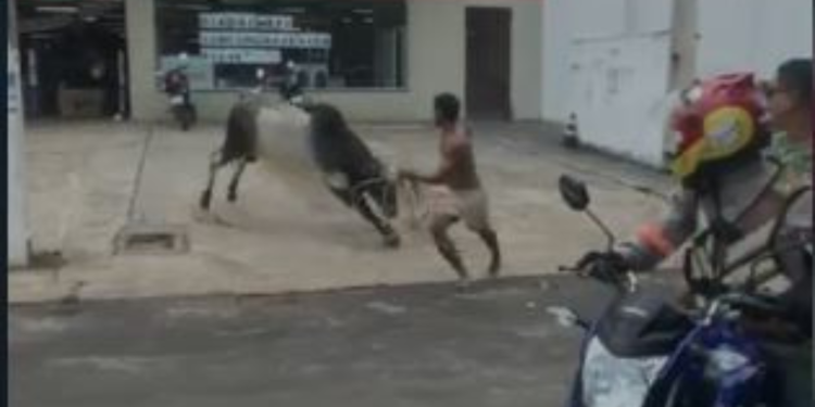 Um vídeo divulgado nas redes sociais flagrou o momento em que um boi, que fugiu de uma fazenda, assustou motoristas e. Boi foge