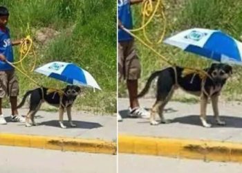 A imagem do cãozinho com sua sombrinha rapidamente viralizou nas redes sociais e tocou o coração dos internautas. Menino improvisa