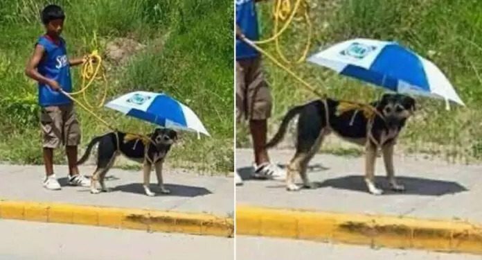 A imagem do cãozinho com sua sombrinha rapidamente viralizou nas redes sociais e tocou o coração dos internautas. Menino improvisa