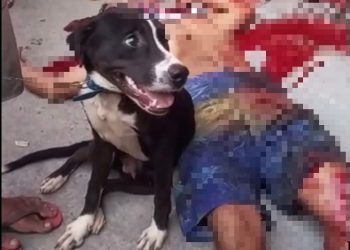 VÍDEO: Cãozinho não abandona corpo de dono morto a tiros em Manaus