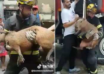 Uma parente da Filó, de aproxidamente 50 quilos, foi resgatada