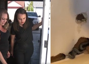 Uma mulher descobriu que as paredes da casa que ela acabara de comprar eram a moradia de um bando de cobras. Amber. Mulher compra