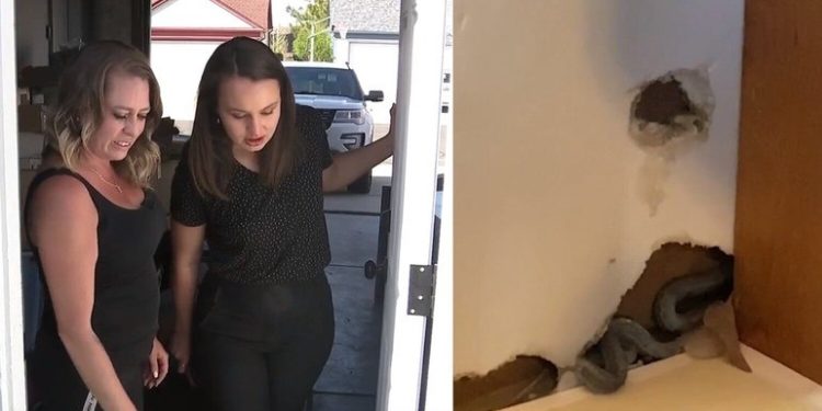 Uma mulher descobriu que as paredes da casa que ela acabara de comprar eram a moradia de um bando de cobras. Amber. Mulher compra