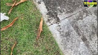 TALARICO – Homem tenta “mexer na gaveta” do amigo e leva 50 facadas