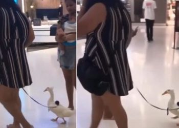 Após repercussão do caso da capivara Filó, uma mulher viralizou nas redes sociais ao levar um pato para passear no shopping, Vídeo: