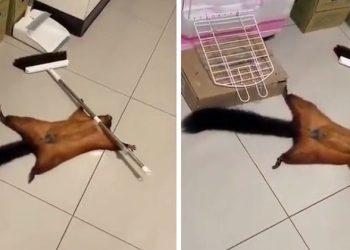 Esquilo esperto se finge de morto e cria ‘cena de crime’ após derrubar vassoura