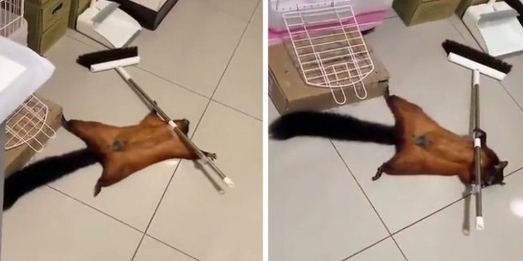 Esquilo esperto se finge de morto e cria ‘cena de crime’ após derrubar vassoura