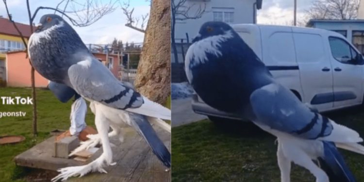 'Pombo mutante' com pernas longas e peito estufado viraliza; assista