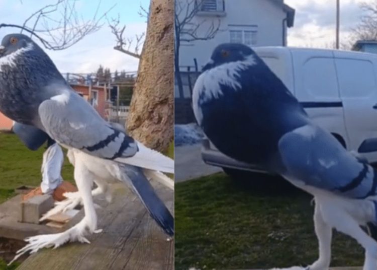 'Pombo mutante' com pernas longas e peito estufado viraliza; assista