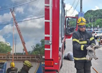 Uma preguiça foi flagrada pendurada em fios elétricos de alta tensão na Avenida Governador José Lindoso, em Manaus.