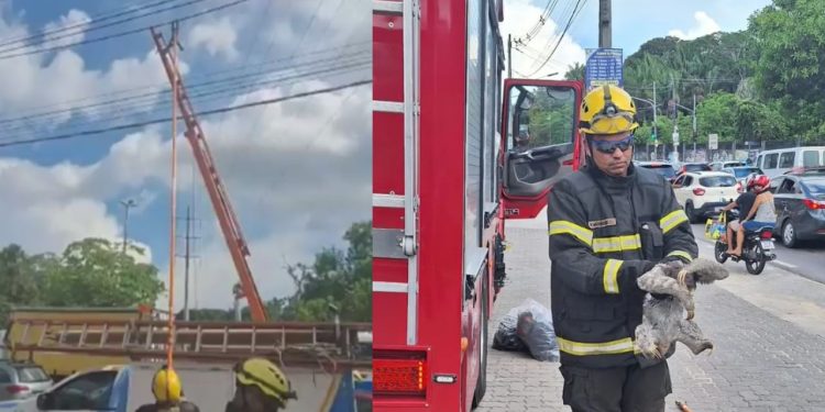 Uma preguiça foi flagrada pendurada em fios elétricos de alta tensão na Avenida Governador José Lindoso, em Manaus.