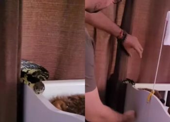 VÍDEO: Cobra é capturada dentro de berço de bebê