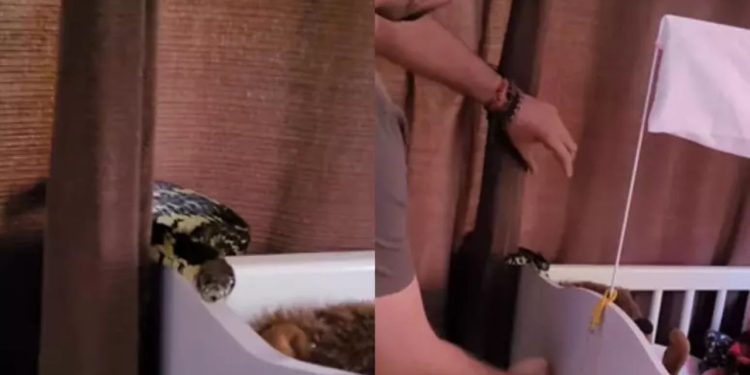 VÍDEO: Cobra é capturada dentro de berço de bebê