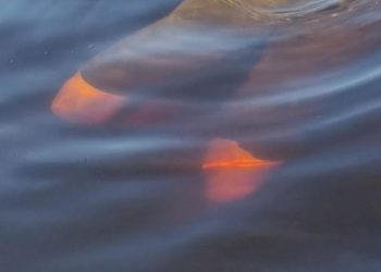 Homem com pés e mãos amarrados é encontrado boiando em lago do Colônia Antônio Aleixo