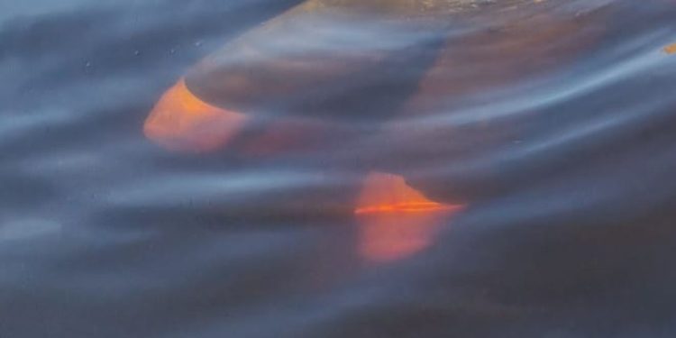 Homem com pés e mãos amarrados é encontrado boiando em lago do Colônia Antônio Aleixo