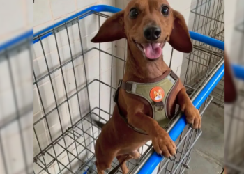 Um cachorro de 4 anos foi encontrado morto com ferimentos no corpo dentro de um condomínio no bairro da Várzea, na Zona. Cachorro é