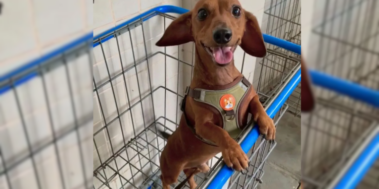 Um cachorro de 4 anos foi encontrado morto com ferimentos no corpo dentro de um condomínio no bairro da Várzea, na Zona. Cachorro é