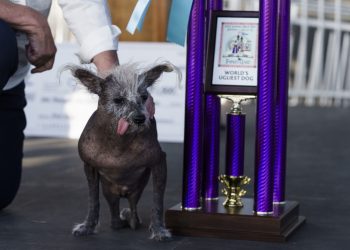 Cãozinho que nasceu com patas ao contrário vence concurso de cachorro mais feio do mundo