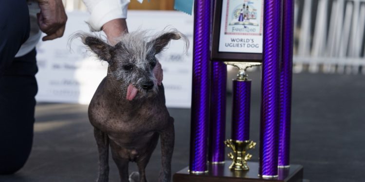 Cãozinho que nasceu com patas ao contrário vence concurso de cachorro mais feio do mundo