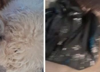 Uma mulher recebeu seu cachorro morto, dentro de um saco de lixo, depois de deixá-lo em um pet shop, em Volta Redonda, no sul. Tutora deixa
