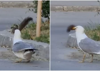Vídeo: Gaivota engole esquilo inteiro e imagens chocam internautas