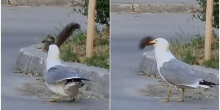 Vídeo: Gaivota engole esquilo inteiro e imagens chocam internautas