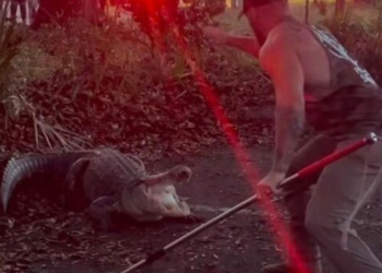 Um lutador de MMA brigou e imobilizou um jacaré imenso, que invadiu o terreno de uma escola na Flórida, Estados Unidos. Lutador de