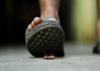 Matar barata com chinelada pode espalhar bactérias no ambiente
