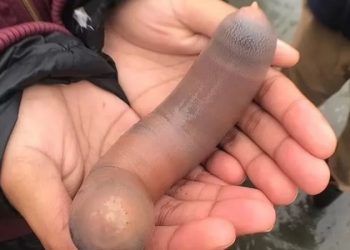 ‘Peixes-pênis’ de 25 cm tomam conta de praia na Argentina
