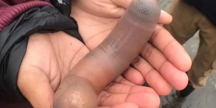 ‘Peixes-pênis’ de 25 cm tomam conta de praia na Argentina