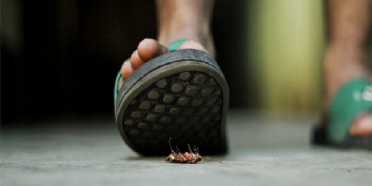 Matar barata com chinelada pode espalhar bactérias no ambiente