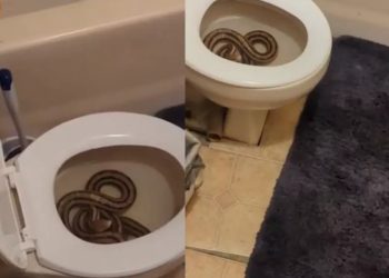 Uma mulher levou um susto ao ir ao banheiro e se deparar com uma cobra de 1,5 metro dentro do vaso sanitário. No vídeo de 22 segundos. Vídeo: