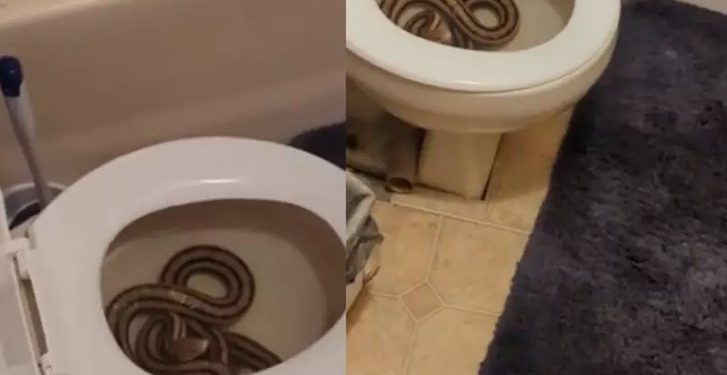 Uma mulher levou um susto ao ir ao banheiro e se deparar com uma cobra de 1,5 metro dentro do vaso sanitário. No vídeo de 22 segundos. Vídeo: