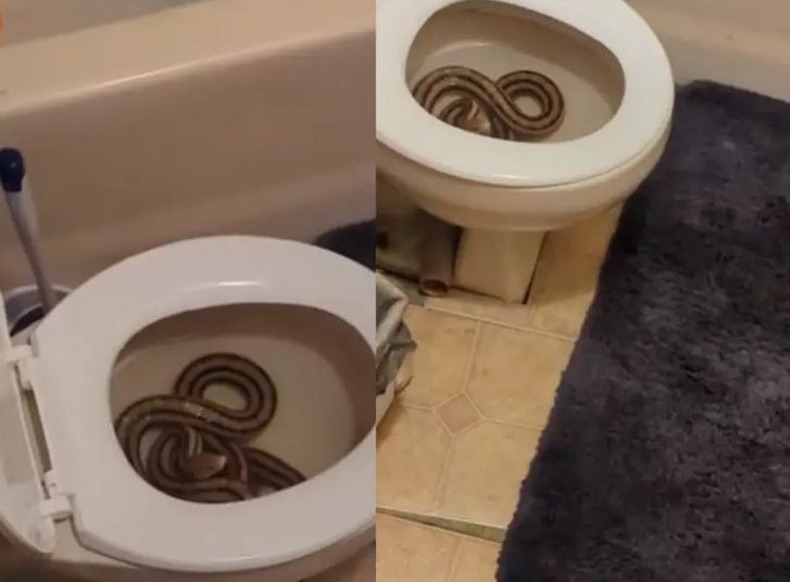 Uma mulher levou um susto ao ir ao banheiro e se deparar com uma cobra de 1,5 metro dentro do vaso sanitário. No vídeo de 22 segundos. Vídeo: