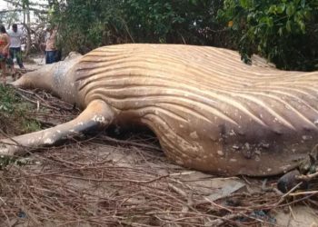 Mistério da baleia jubarte que foi encontrada na selva amazônica