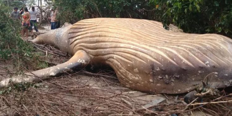 Mistério da baleia jubarte que foi encontrada na selva amazônica
