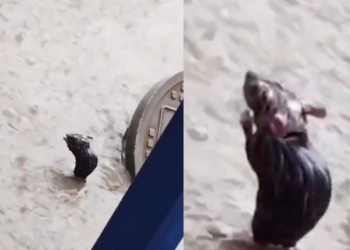 Um vídeo publicado no dia 22 de junho viralizou no Twitter e já contava com 190 mil curtidas no último final de semana. A publicação. Vídeo: