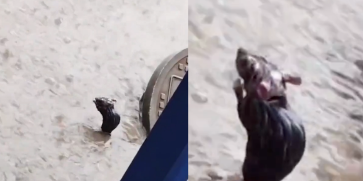 Um vídeo publicado no dia 22 de junho viralizou no Twitter e já contava com 190 mil curtidas no último final de semana. A publicação. Vídeo: