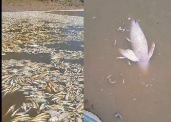 Assustador: vídeos mostram peixes e botos mortos em estiagem severa no Amazonas