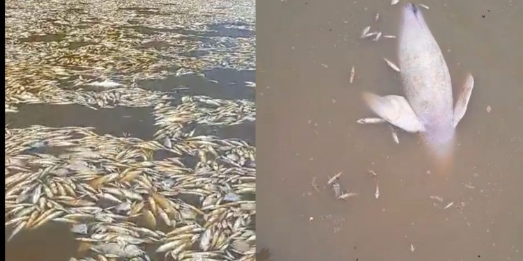 Assustador: vídeos mostram peixes e botos mortos em estiagem severa no Amazonas