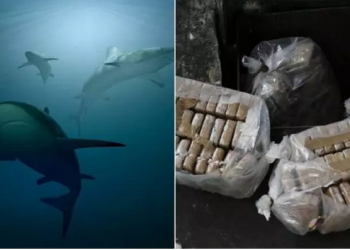 Tubarões que estavam sob efeito de cocaína jogada por traficantes estão se comportando de forma estranha e atacando. Tubarões ficam.