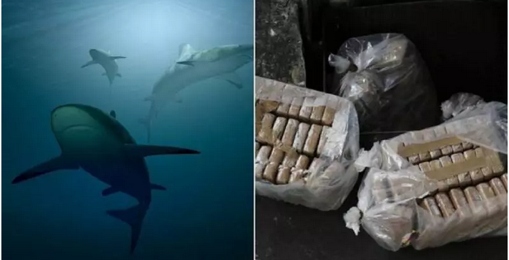 Tubarões que estavam sob efeito de cocaína jogada por traficantes estão se comportando de forma estranha e atacando. Tubarões ficam.