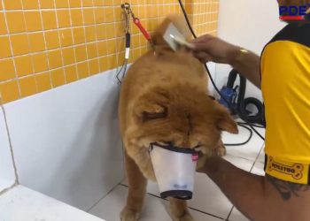 Pdex 26: Petgatoo, aqui nós cuidamos do seu pet