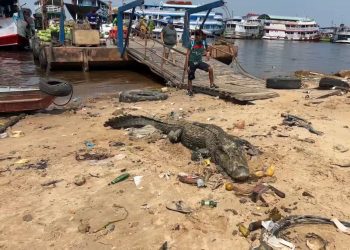Jacaré mais temido da Amazônia sofre com a seca e surge no porto de Manaus; veja vídeo