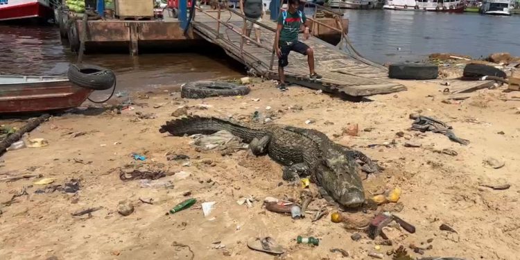 Jacaré mais temido da Amazônia sofre com a seca e surge no porto de Manaus; veja vídeo