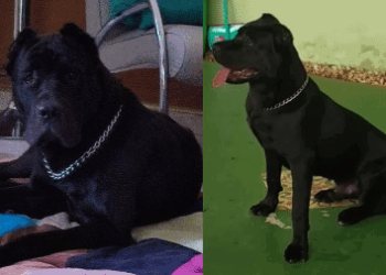 Um cachorro da raça cane corso, de 1 ano e meio, desapareceu no dia 15 de setembroal após ser deixado por . Cão gigante