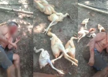 Ladrão de galinhas tem a cara arrebentada após ser pego no flagra por fazendeiro